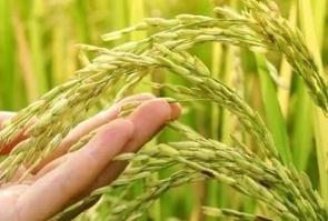 東北大米能滿足全國(guó)人民的需要嗎？看完這個(gè)你就知道了！